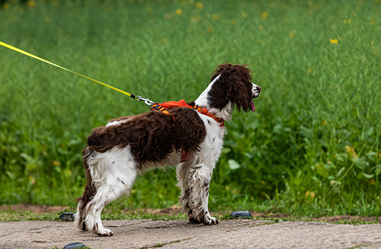How to Choose a Dog Leash Suitable for Your Dog’s Size