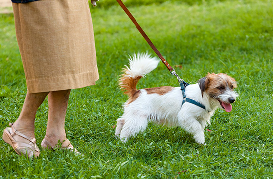 ow to Train Your Dog to Use a Leash Properly